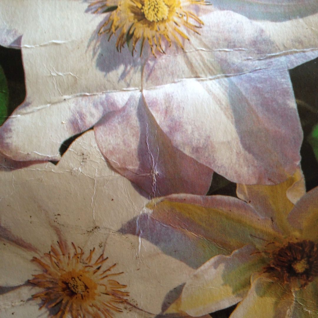 Clematis Yukikomachi. syn. Clematis Morning Cloud in the GardenTags plant encyclopedia Clematis Yukikomachi in the GardenTags plant encyclopedia
