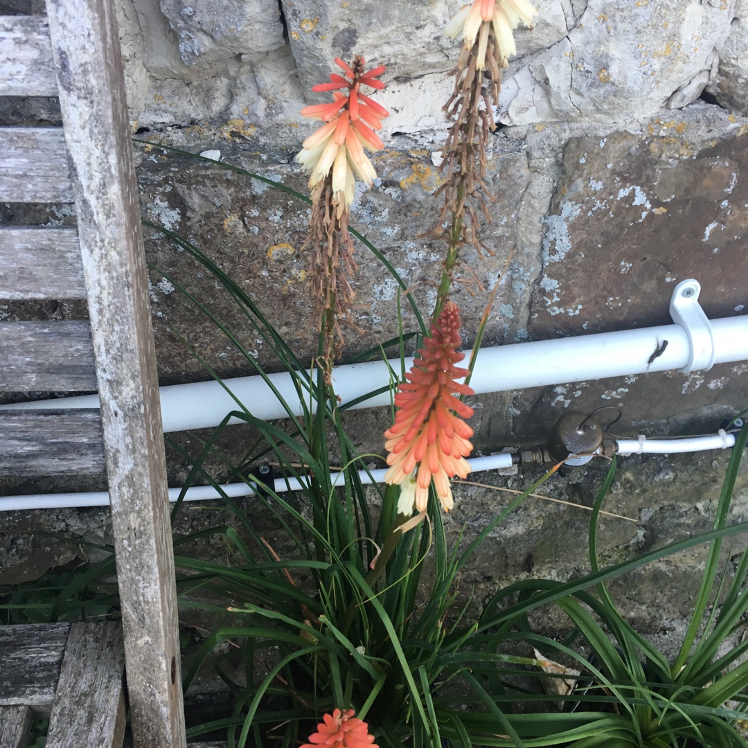 Kniphofia Orange Vanilla Popsicle (Popsicle Series) in the GardenTags plant encyclopedia Red Hot Poker Orange Vanilla Popsicle in the GardenTags plant encyclopedia