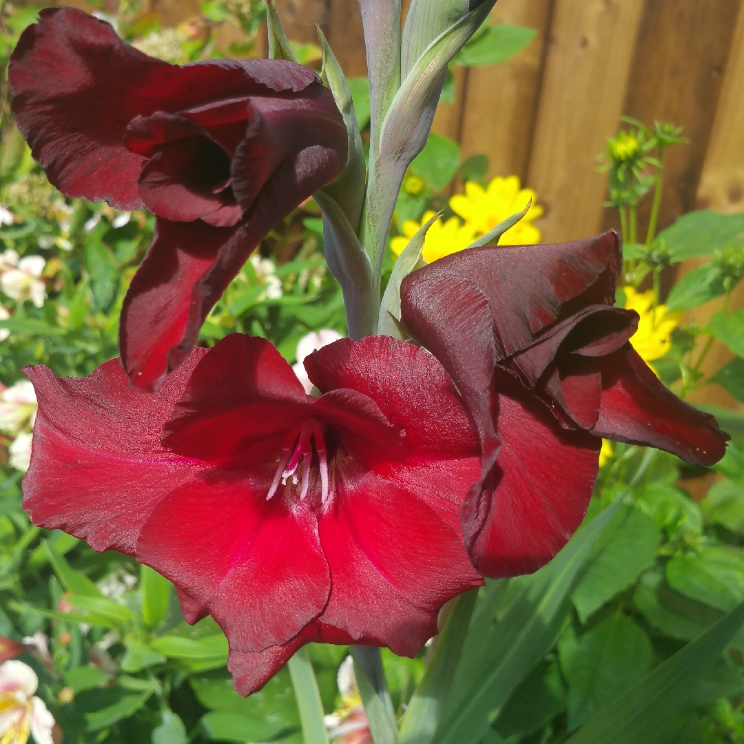 Gladiolus Black Jack in the GardenTags plant encyclopedia Gladioli Black Jack (Large-flowered) in the GardenTags plant encyclopedia