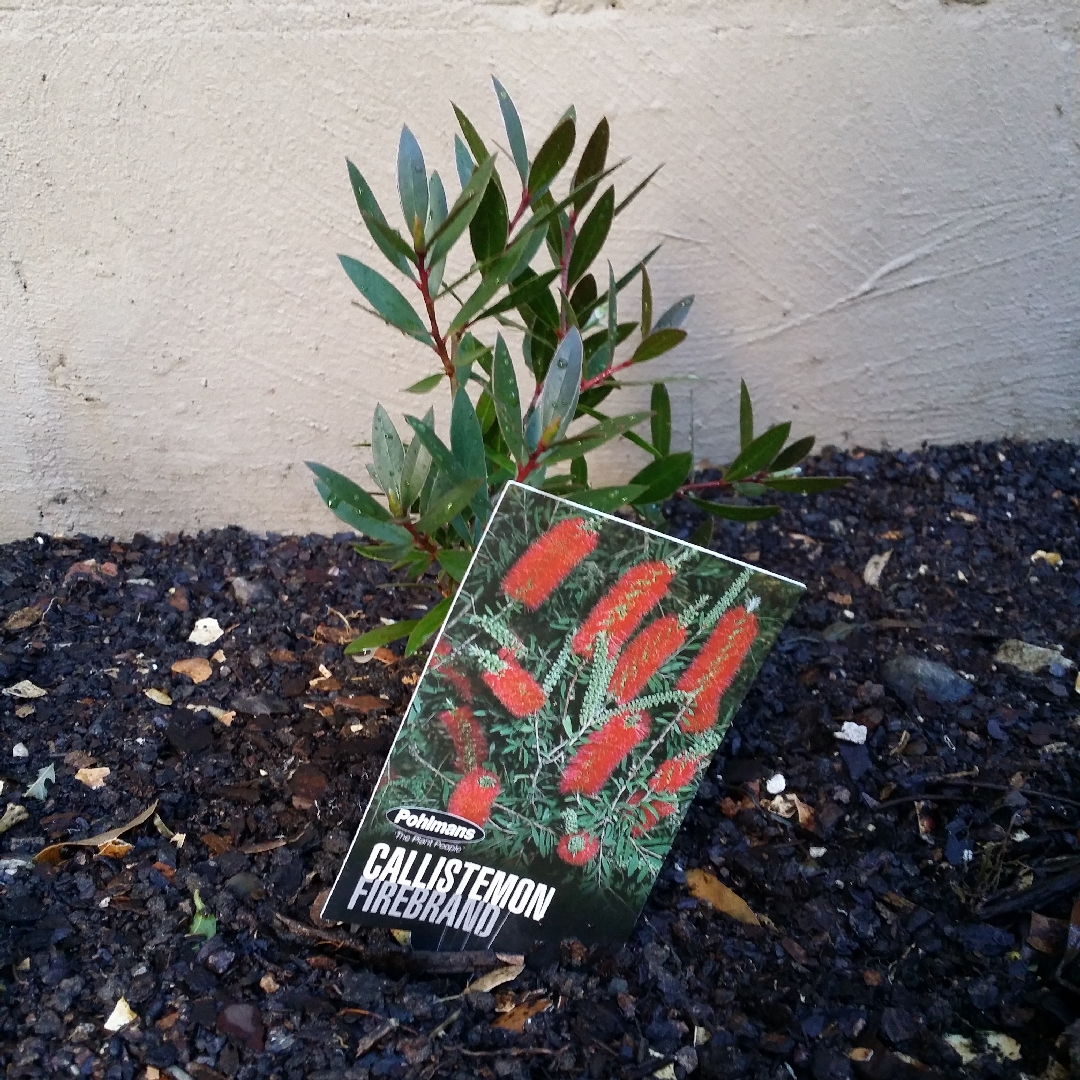 Callistemon citrinus Firebrand in the GardenTags plant encyclopedia Bottlebrush Firebrand in the GardenTags plant encyclopedia