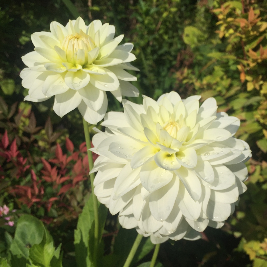 Dahlia Karma Serena in the GardenTags plant encyclopedia Dahlia Karma Serena (Decorative) in the GardenTags plant encyclopedia