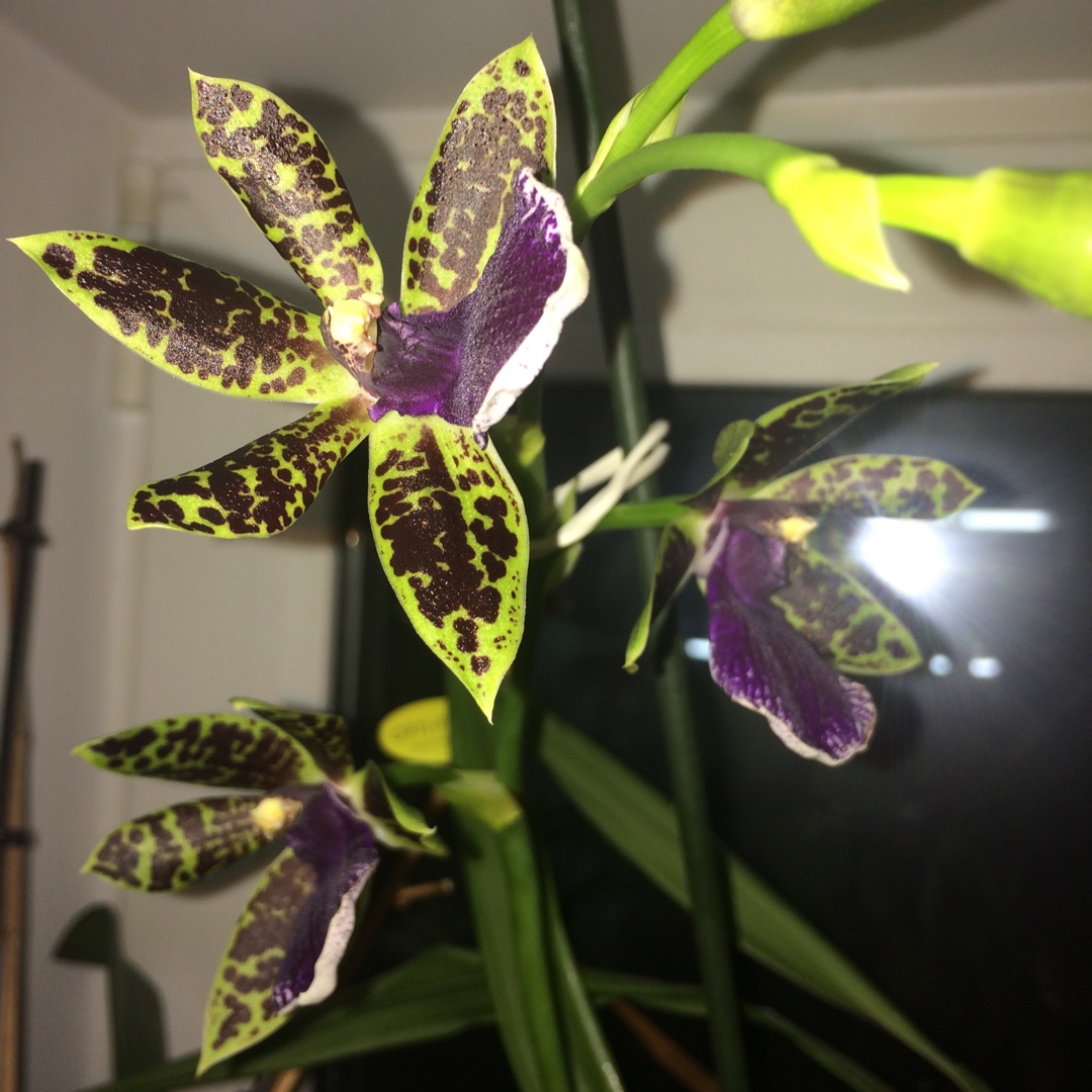 Zygopetalum Louisendorf in the GardenTags plant encyclopedia Zygopetalum Louisendorf in the GardenTags plant encyclopedia