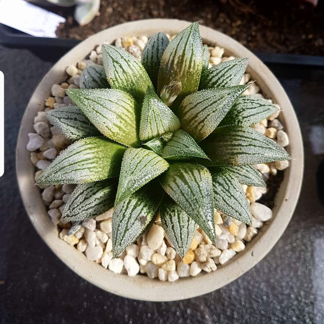 Haworthia Silver Kiwi in the GardenTags plant encyclopedia Haworthia Silver Kiwi in the GardenTags plant encyclopedia