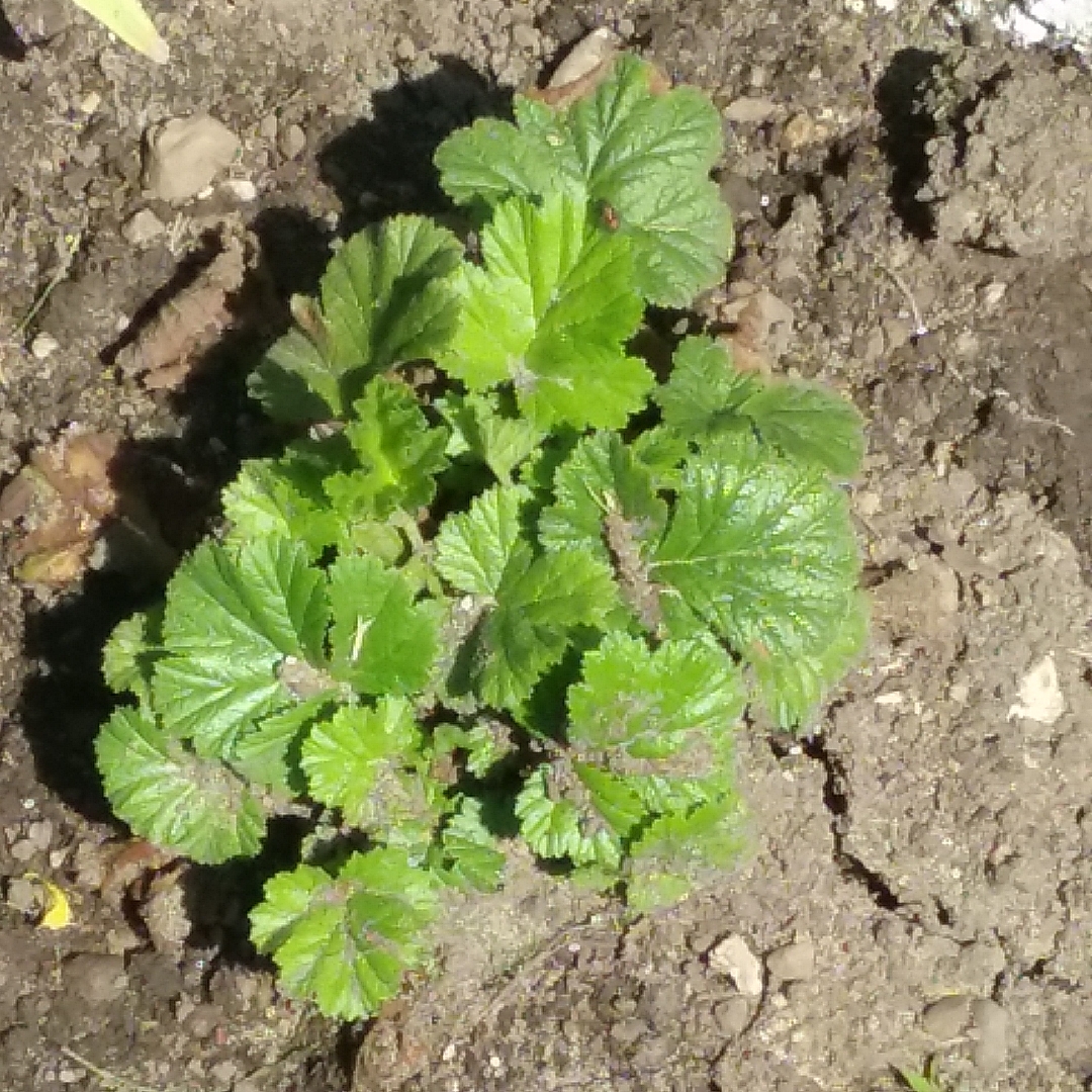 Geum Queen of Orange in the GardenTags plant encyclopedia Avens Queen of Orange in the GardenTags plant encyclopedia
