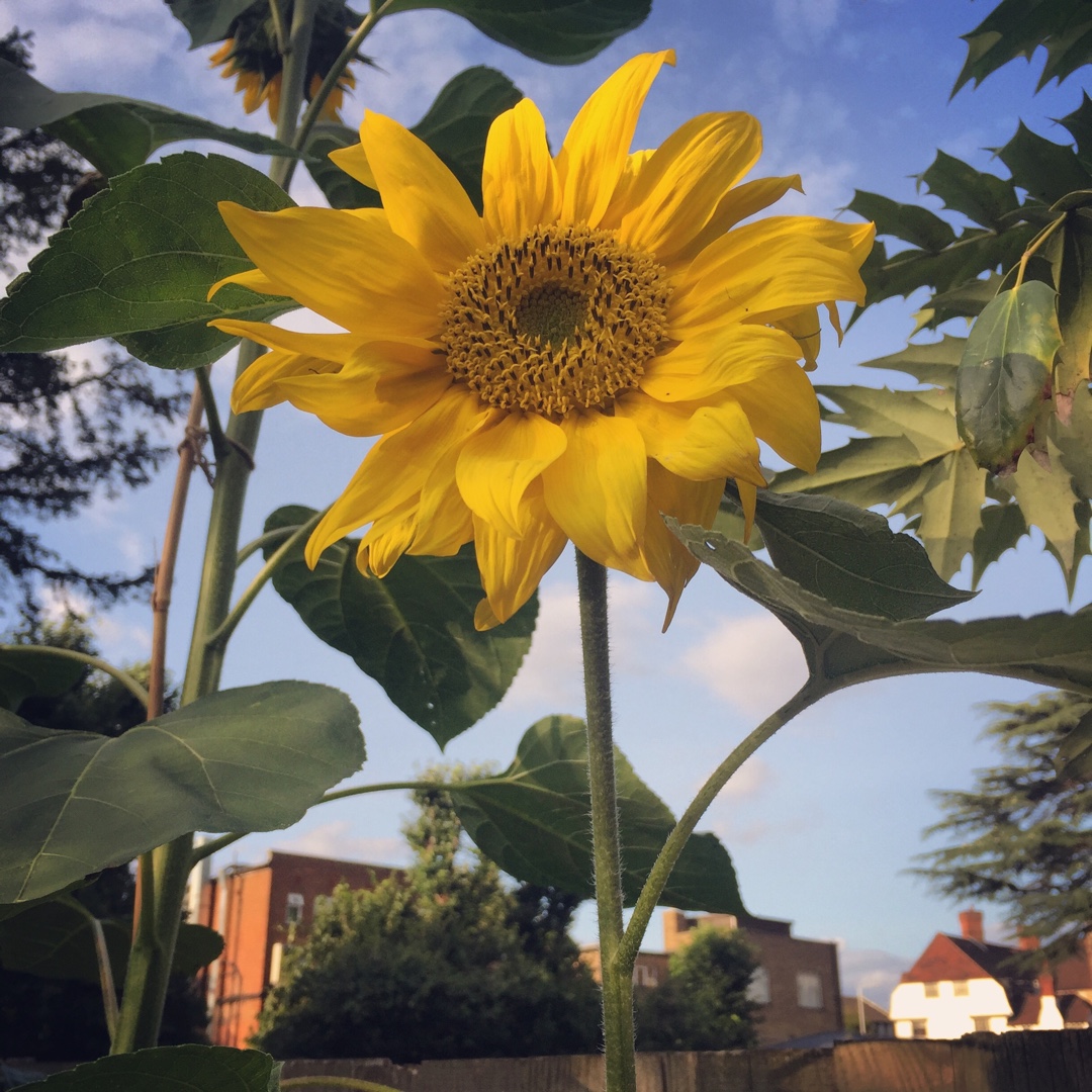 Helianthus annuus Giraffe in the GardenTags plant encyclopedia Sunflower Giraffe in the GardenTags plant encyclopedia