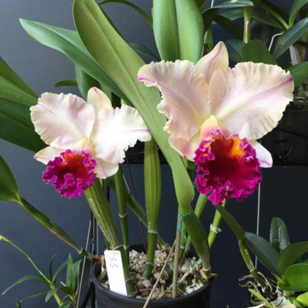 x Brassolaeliocattleya Glenn Maidment Southern Cross in the GardenTags plant encyclopedia Brassolaeliocattleya Glenn Maidment Southern Cross in the GardenTags plant encyclopedia