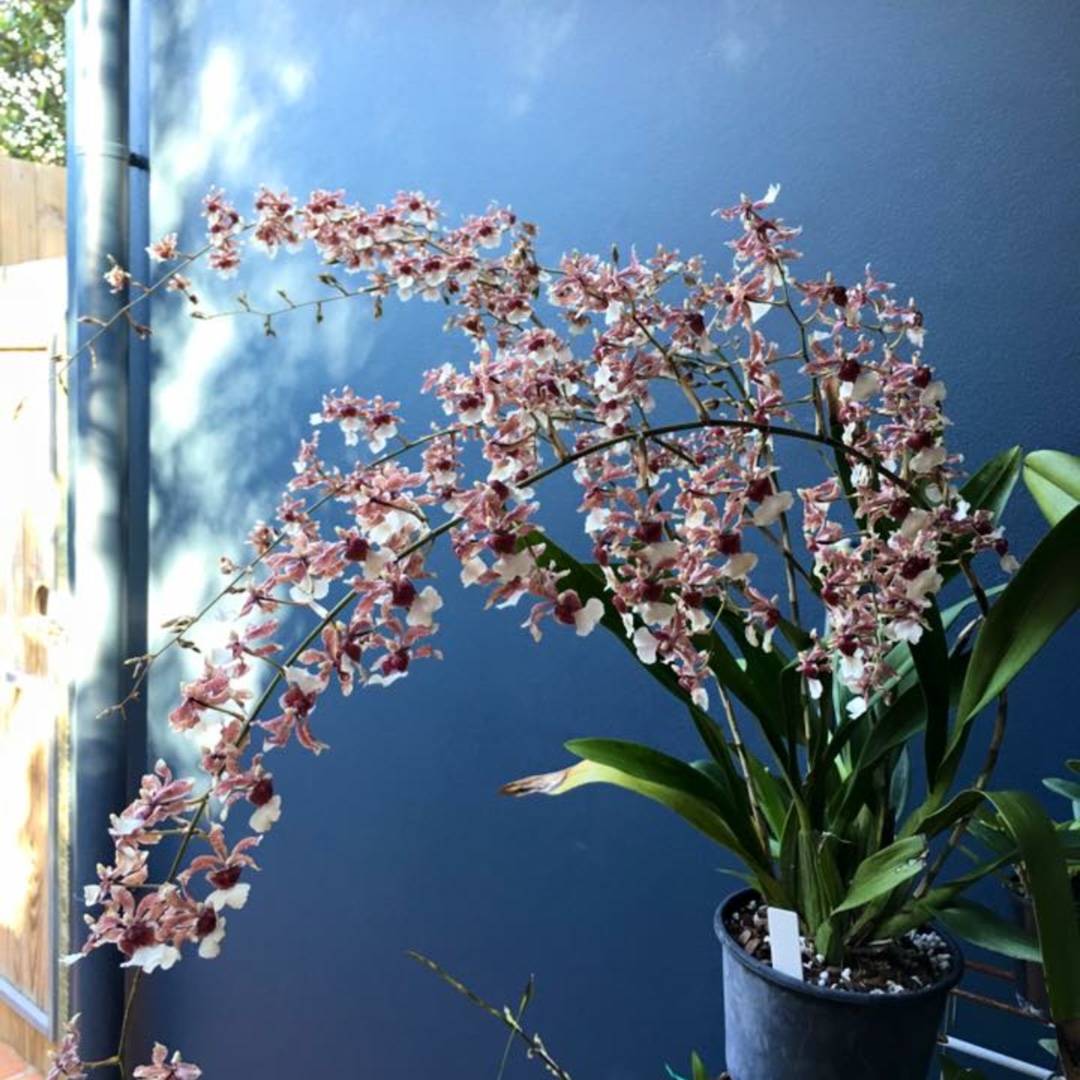 Oncidium Rex Van Delden Pink Bees in the GardenTags plant encyclopedia Dancing Lady Orchid Pink Bees in the GardenTags plant encyclopedia