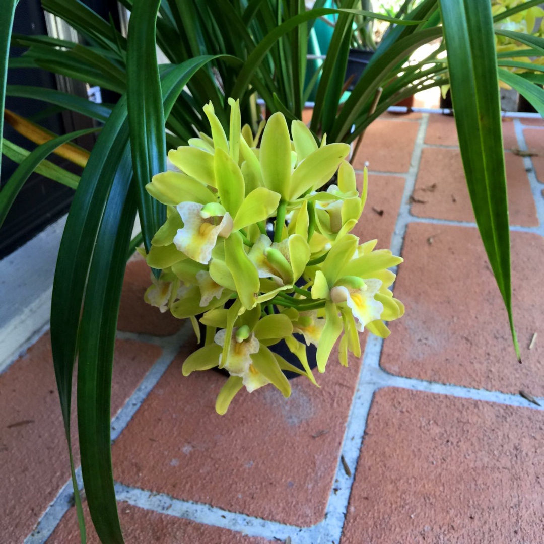 Cymbidium Del Mae Mini Mint in the GardenTags plant encyclopedia Boat Orchid Mini Mint in the GardenTags plant encyclopedia