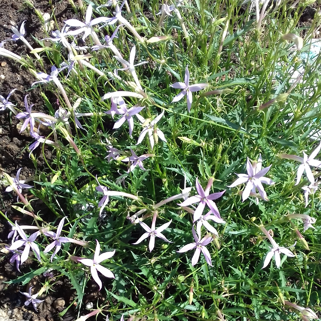 Isotoma axillaris syn.Laurentia axillaris in the GardenTags plant encyclopedia Rock Isotome in the GardenTags plant encyclopedia