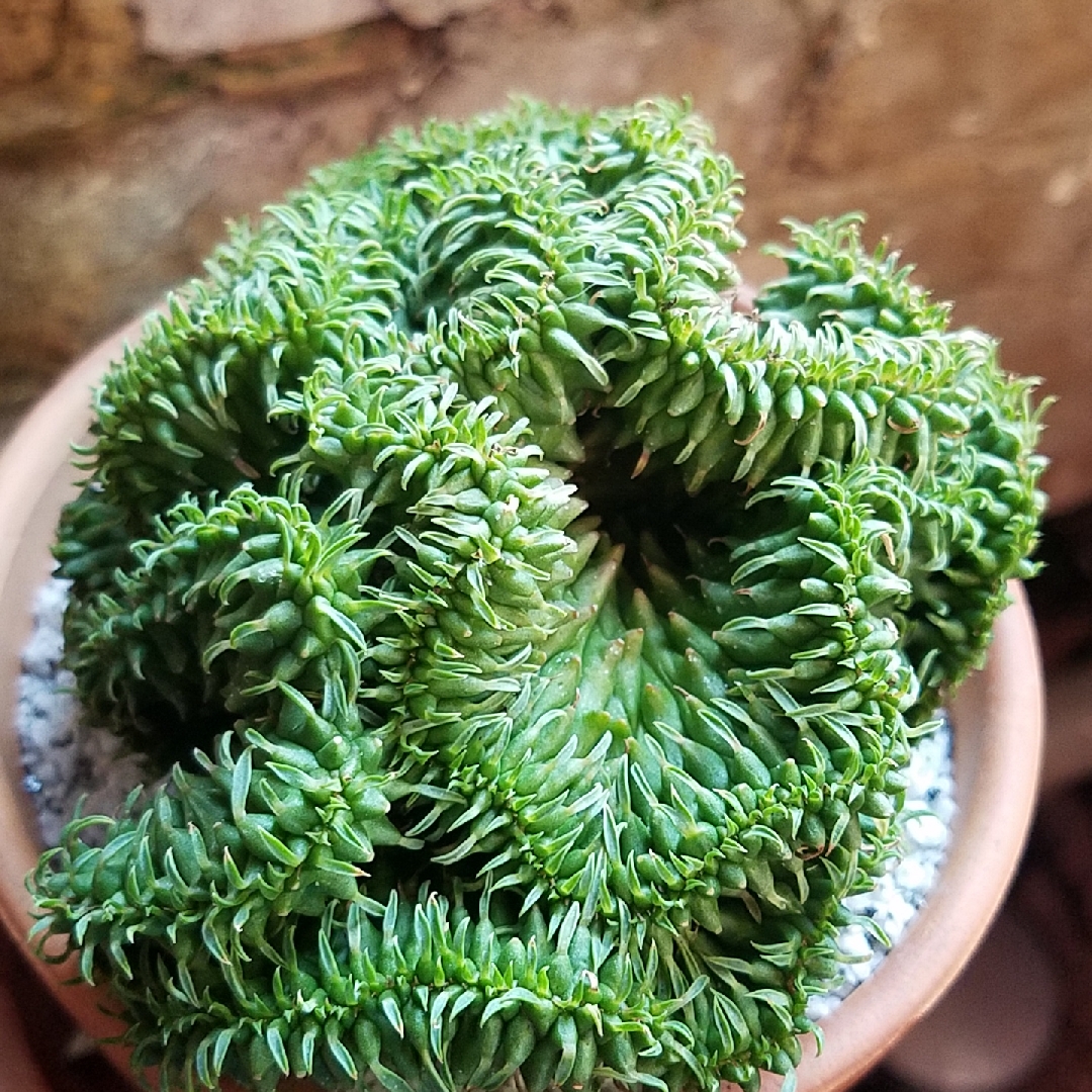 Euphorbia spiralis Cristata in the GardenTags plant encyclopedia Euphorbia Spiralis crested form in the GardenTags plant encyclopedia