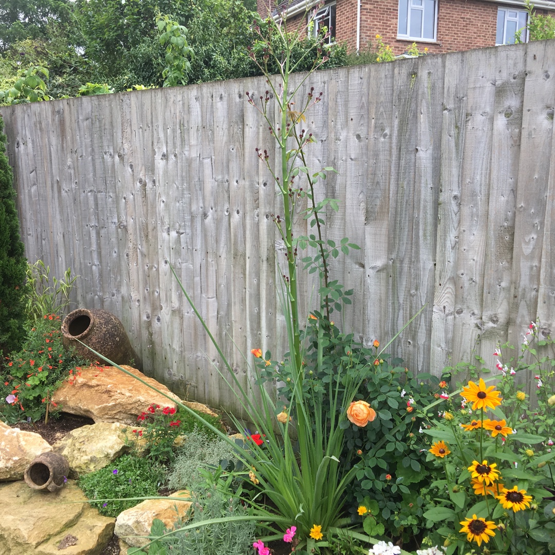 Eryngium pandanifolium in the GardenTags plant encyclopedia Giant Sea Holly in the GardenTags plant encyclopedia