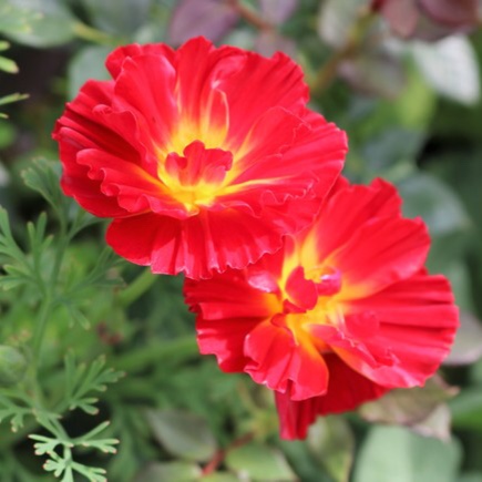 Eschscholzia californica Cherry Swirl in the GardenTags plant encyclopedia California Poppy Cherry Swirl in the GardenTags plant encyclopedia