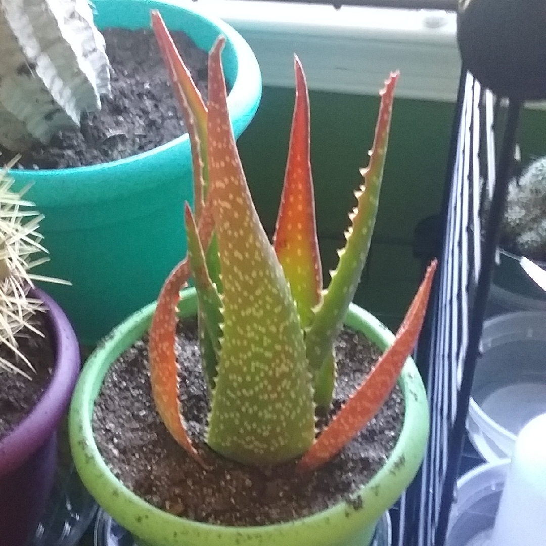 Aloe wilsonii in the GardenTags plant encyclopedia Wilsons Aloe in the GardenTags plant encyclopedia
