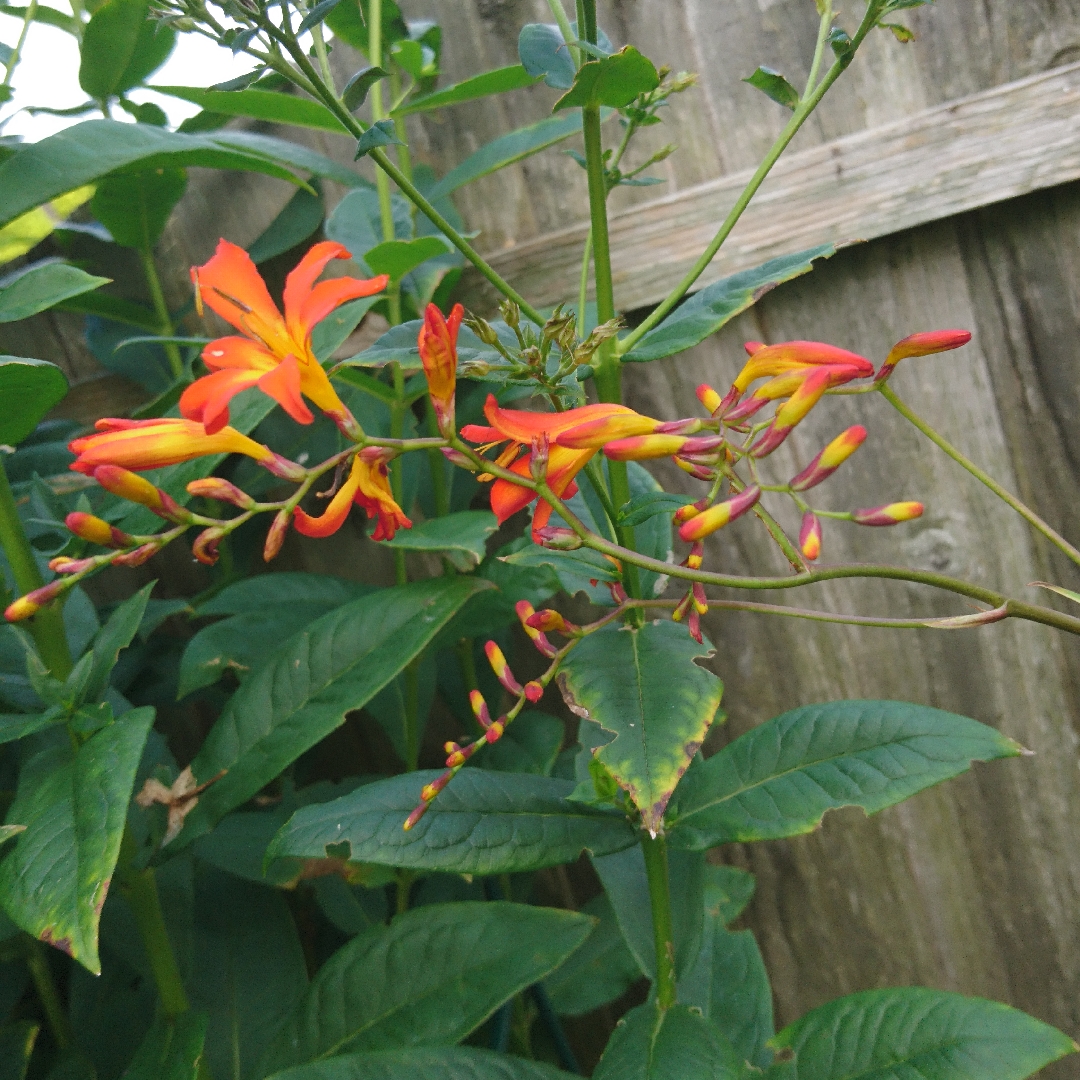 Crocosmia Lana de Savary in the GardenTags plant encyclopedia Montbretia Lana de Savary in the GardenTags plant encyclopedia