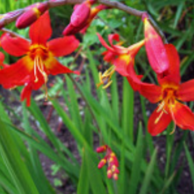 Crocosmia Bowland Blaze in the GardenTags plant encyclopedia Montbretia Bowland Blaze in the GardenTags plant encyclopedia