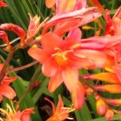 Crocosmia Highlight in the GardenTags plant encyclopedia Montbretia Highlight in the GardenTags plant encyclopedia