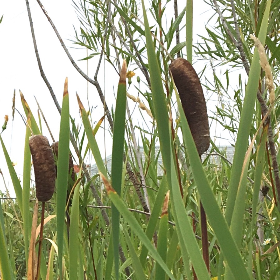 Typha latifolia in the GardenTags plant encyclopedia Broadleaf Cattail in the GardenTags plant encyclopedia
