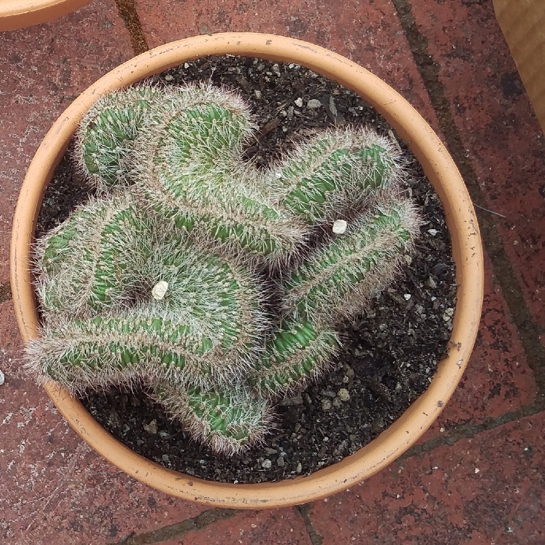 Stenocereus hollianus cristata in the GardenTags plant encyclopedia Stenocereus hollianus in the GardenTags plant encyclopedia
