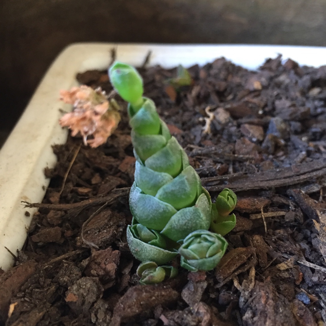 Crassula Emerald in the GardenTags plant encyclopedia Crassula Emerald in the GardenTags plant encyclopedia
