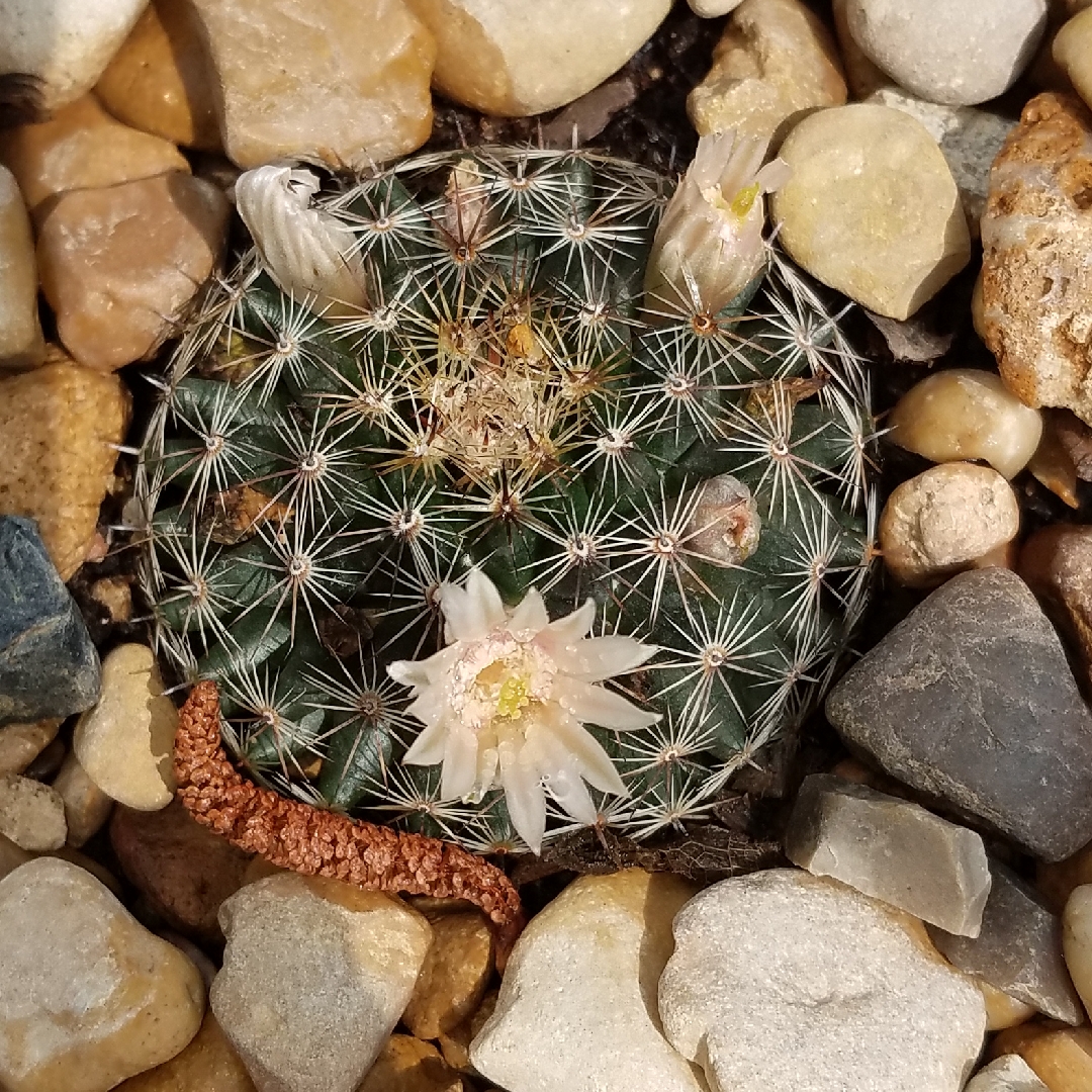 Mammillaria supertexta in the GardenTags plant encyclopedia Mammillaria supertexta in the GardenTags plant encyclopedia
