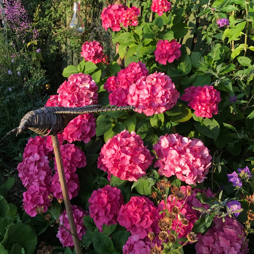 Hydrangea macrophylla Rosita in the GardenTags plant encyclopedia Mophead Hydrangea in the GardenTags plant encyclopedia
