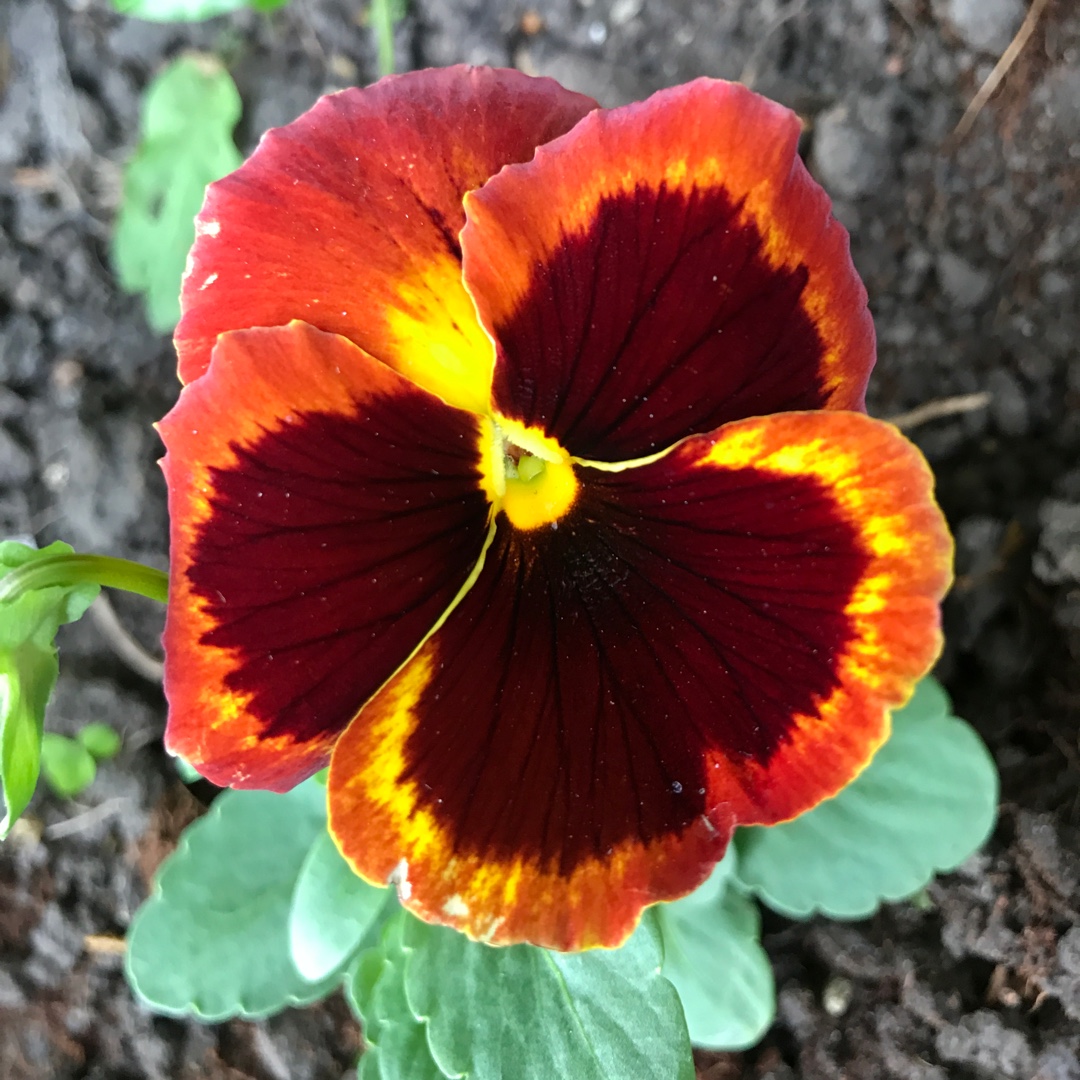 Viola x wittrockiana F1 Fire Surprise in the GardenTags plant encyclopedia Pansy Fire Surprise in the GardenTags plant encyclopedia