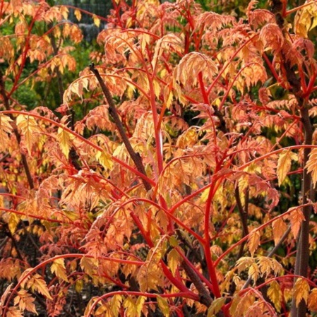 Koelreuteria paniculata Coral Sun in the GardenTags plant encyclopedia Golden Rain Tree in the GardenTags plant encyclopedia