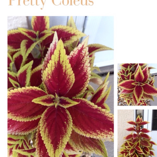 Plectranthus scutellarioides Red Roof in the GardenTags plant encyclopedia Coleus Red Roof in the GardenTags plant encyclopedia