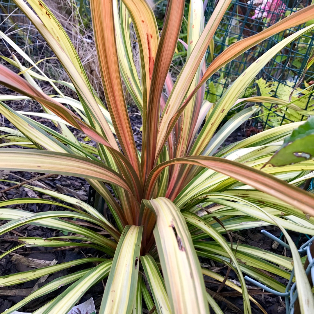 Cordyline Cha Cha in the GardenTags plant encyclopedia Cabbage Tree Cha Cha in the GardenTags plant encyclopedia