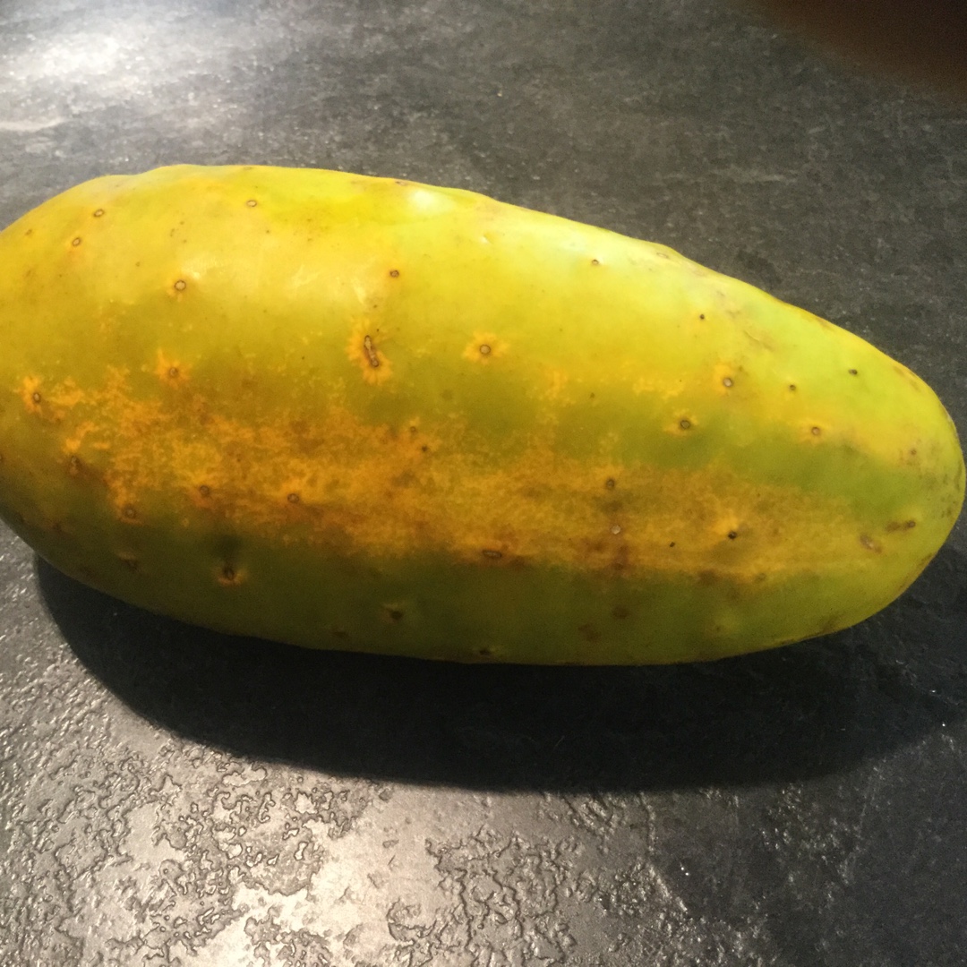 Cucumis sativus Poona Kheera in the GardenTags plant encyclopedia Cucumber Poona Kheera in the GardenTags plant encyclopedia
