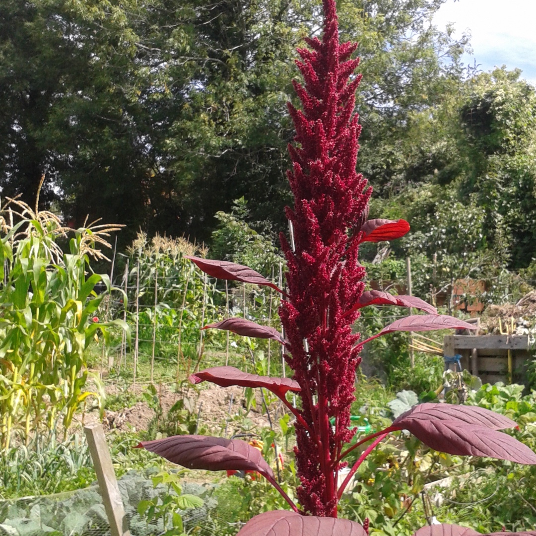 Amaranthus tricolor Red Army in the GardenTags plant encyclopedia Amaranth Red Army in the GardenTags plant encyclopedia