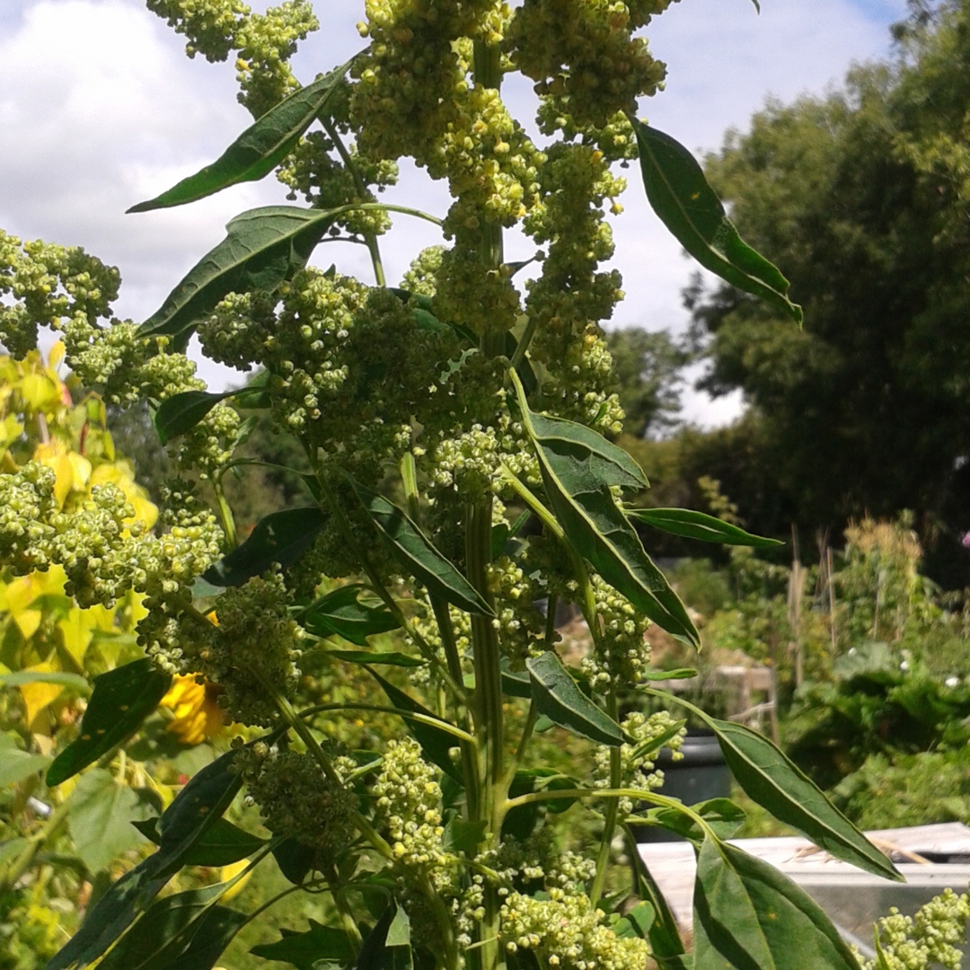 Chenopodium quinoa in the GardenTags plant encyclopedia Quinoa in the GardenTags plant encyclopedia
