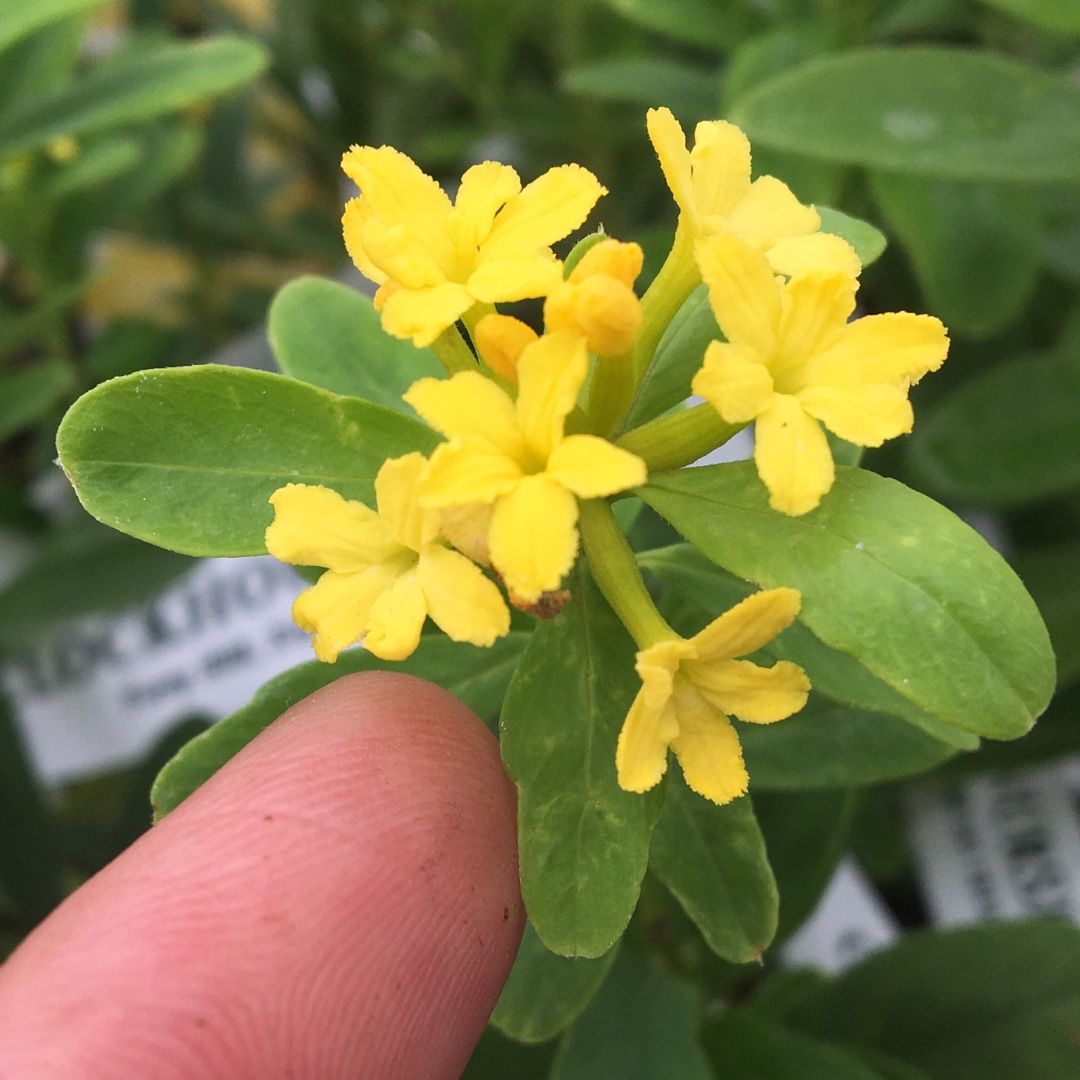 Daphne gemmata Royal Crown in the GardenTags plant encyclopedia Daphne Royal Crown in the GardenTags plant encyclopedia