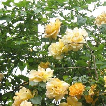 Rosa Maigold in the GardenTags plant encyclopedia Rose Maigold (Climbing Pimpinellifolia Hybrid) in the GardenTags plant encyclopedia