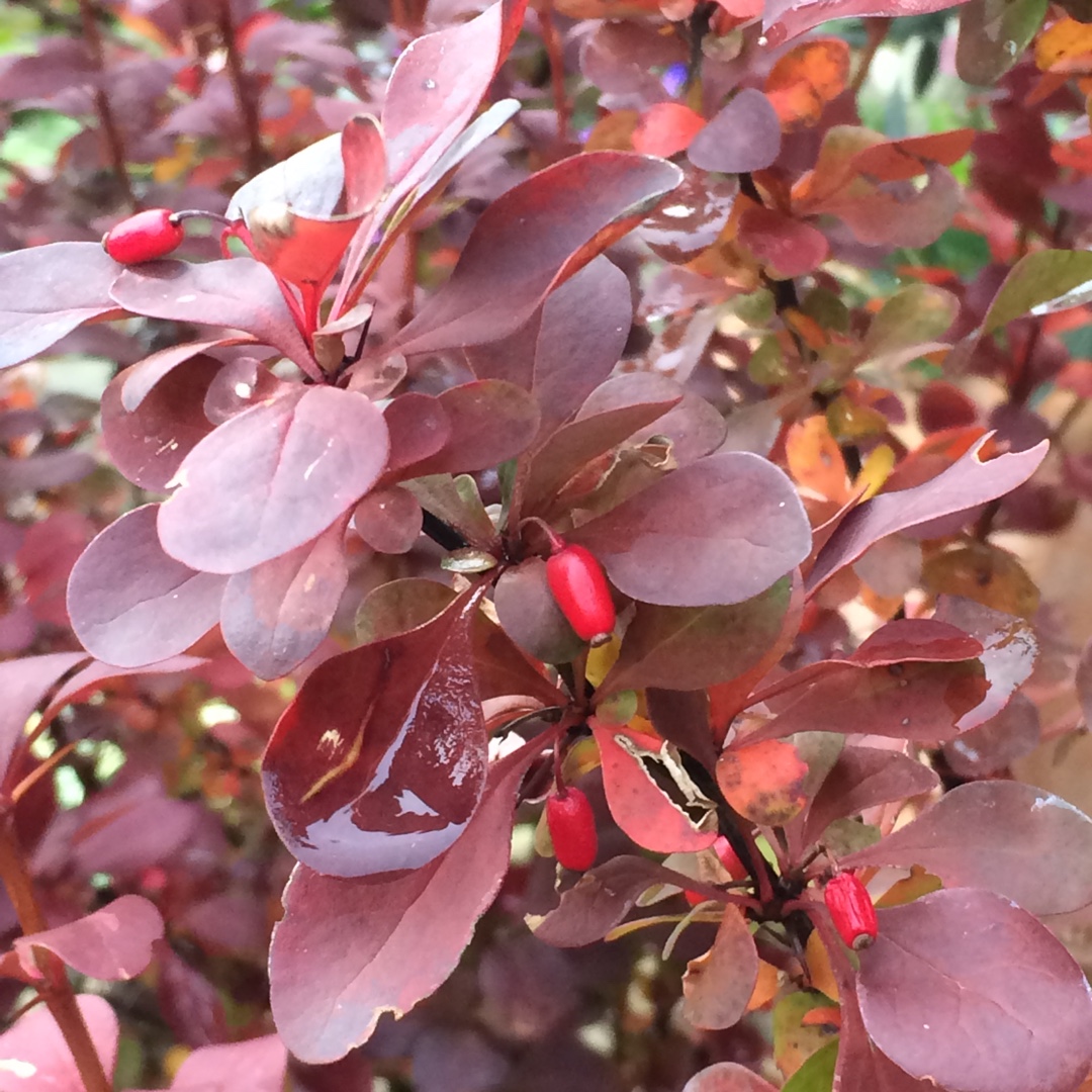 Berberis thunbergii f. atropurpurea Red Pillar in the GardenTags plant encyclopedia Japanese Barberry Red Pillar in the GardenTags plant encyclopedia