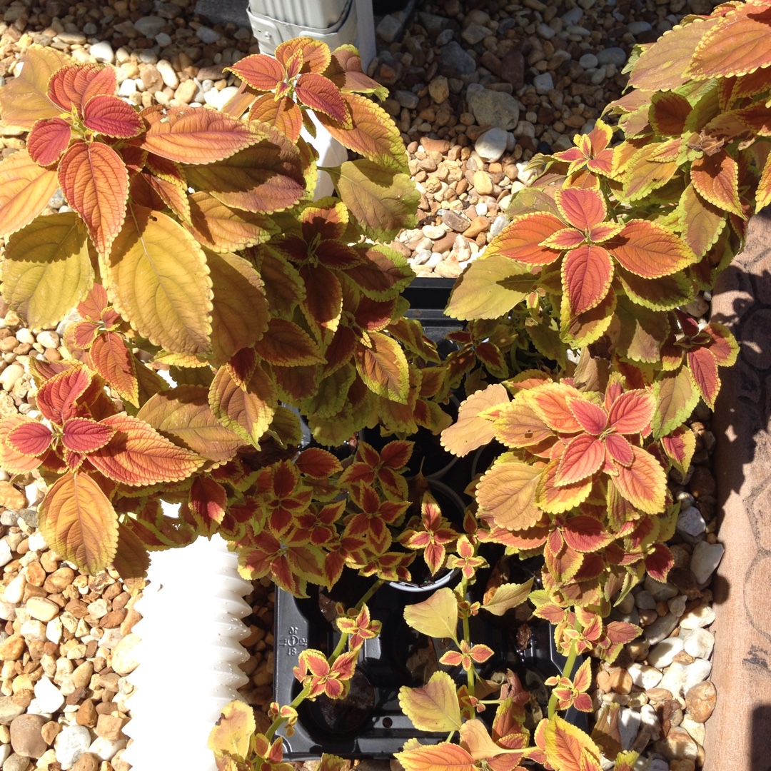 Plectranthus scutellarioides Rustic Orange in the GardenTags plant encyclopedia Coleus Rustic Orange in the GardenTags plant encyclopedia