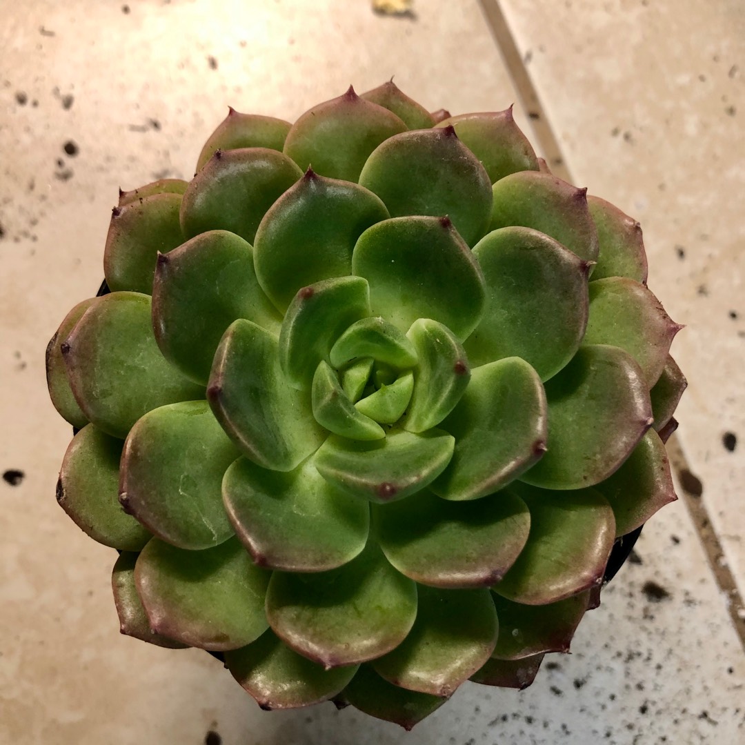 Echeveria Candy Corn in the GardenTags plant encyclopedia Echeveria Candy Corn in the GardenTags plant encyclopedia