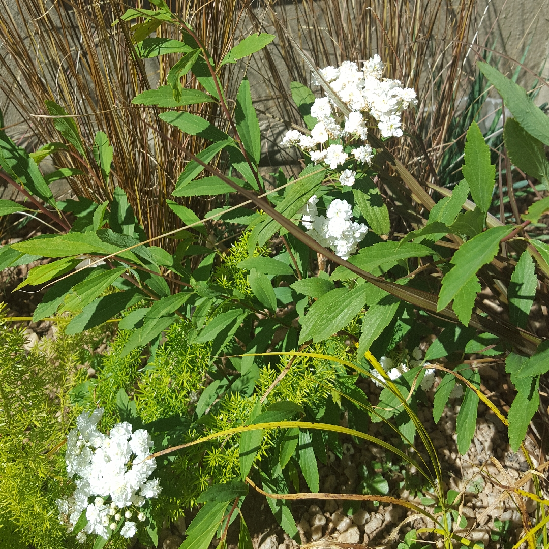 Spiraea cantoniensis Lanceolata in the GardenTags plant encyclopedia May Bush in the GardenTags plant encyclopedia