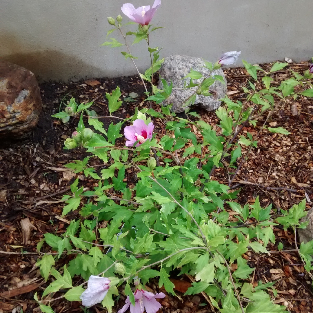 Hibiscus syriacus Orchid Satin in the GardenTags plant encyclopedia Rose Of Sharon Orchid Satin in the GardenTags plant encyclopedia