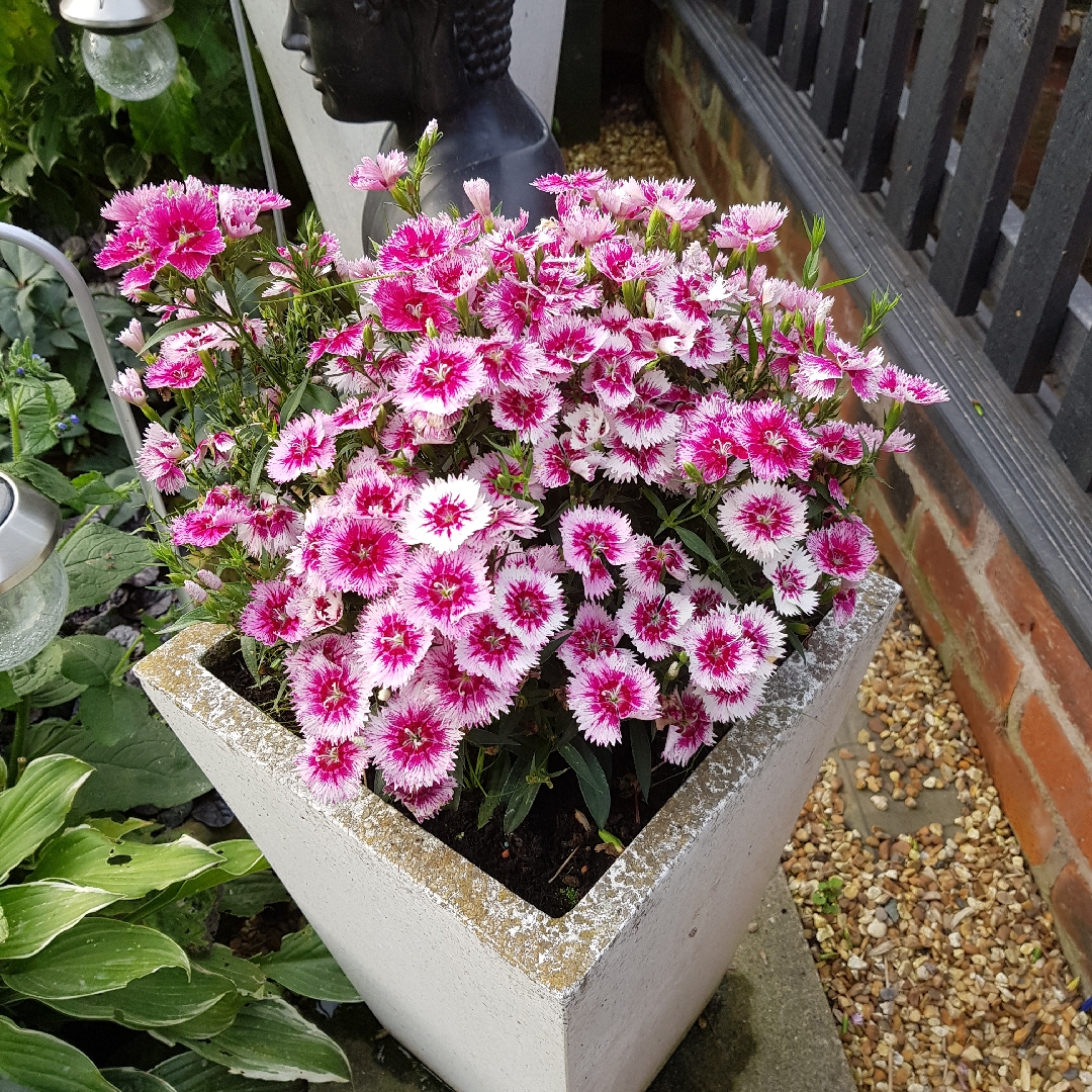 Dianthus Festival White Flame in the GardenTags plant encyclopedia Pink Festival White Flame in the GardenTags plant encyclopedia