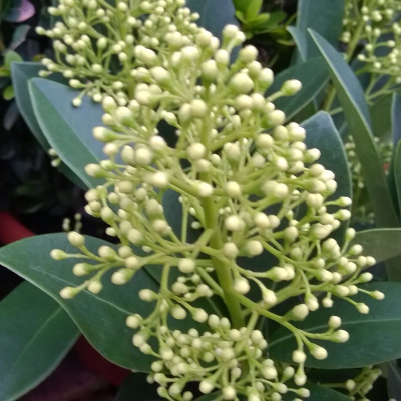 Skimmia japonica Finchy in the GardenTags plant encyclopedia Japanese Skimmia Finchy in the GardenTags plant encyclopedia