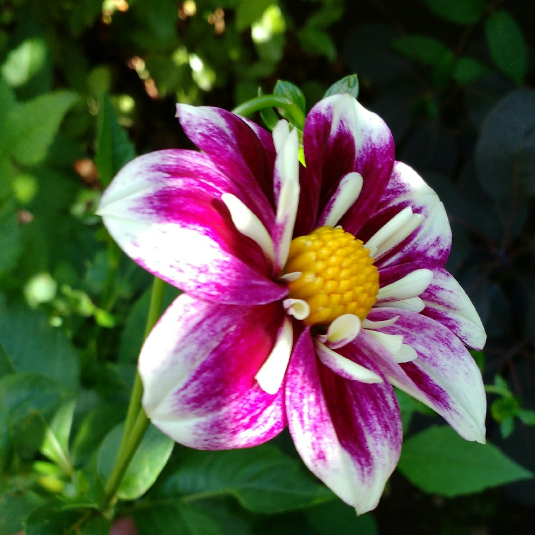 Dahlia Fabulosa in the GardenTags plant encyclopedia Dahlia Fabulosa in the GardenTags plant encyclopedia