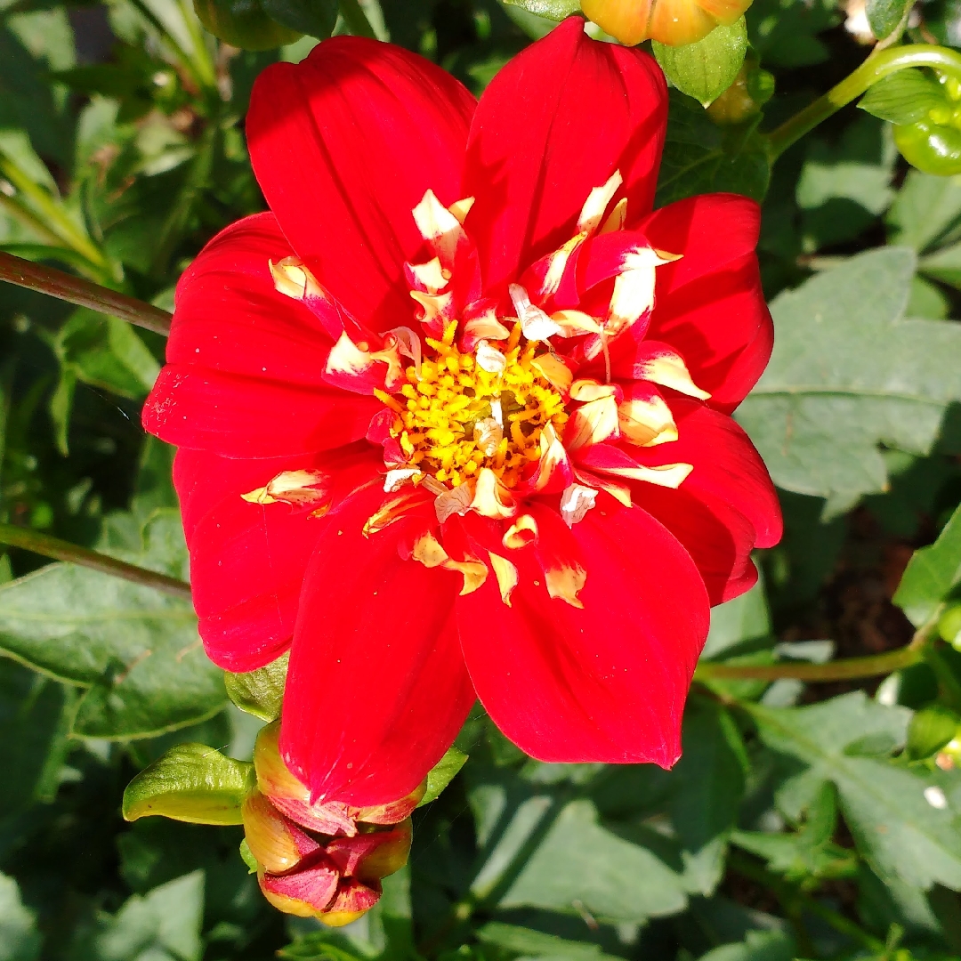Dahlia Festivo in the GardenTags plant encyclopedia Dahlia Festivo in the GardenTags plant encyclopedia