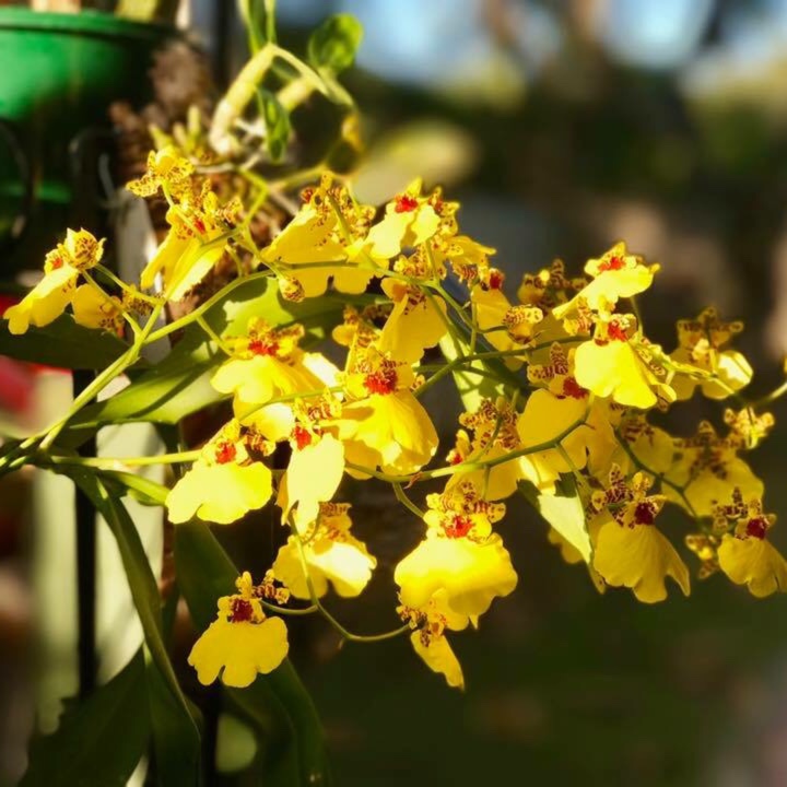 Dancing Lady Orchid Hawaiian Gem in the GardenTags plant encyclopedia