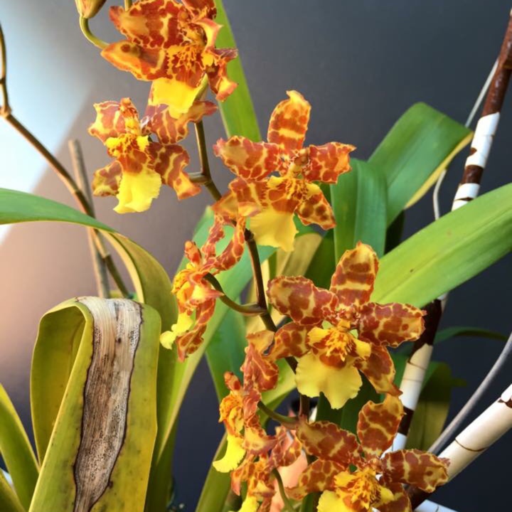 Oncidium Pacific Passage Handsome in the GardenTags plant encyclopedia Dancing Lady Orchid Handsome in the GardenTags plant encyclopedia