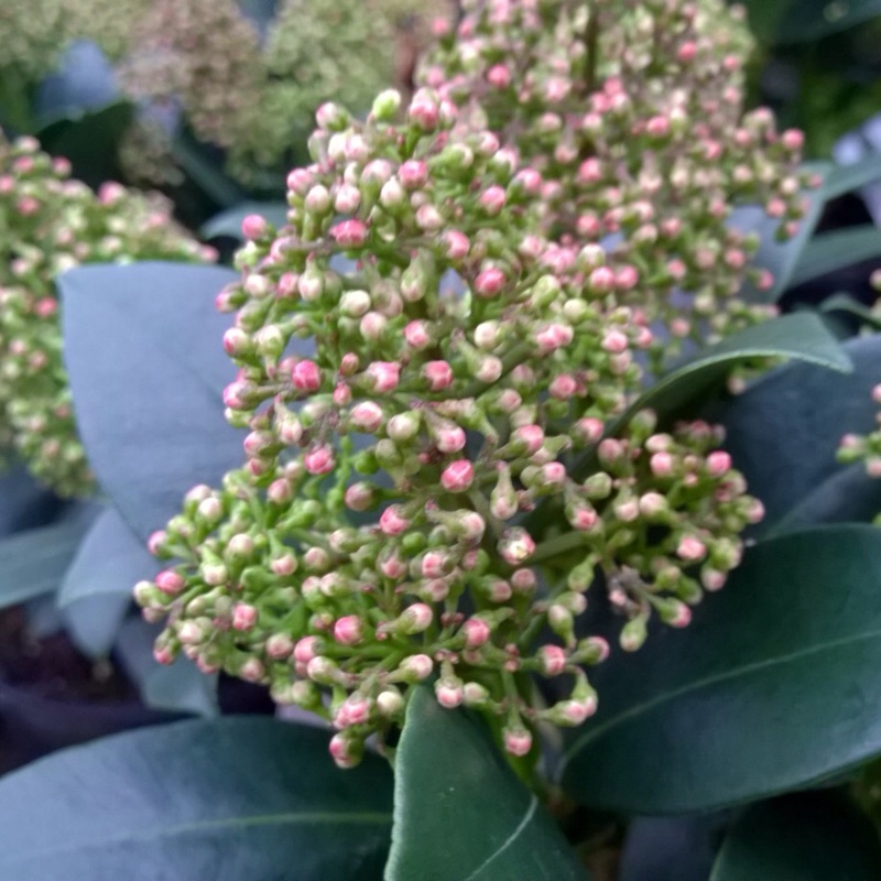 Skimmia japonica Wanto syn. Skimmia japonica Luwian in the GardenTags plant encyclopedia Japanese Skimmia Luwian in the GardenTags plant encyclopedia