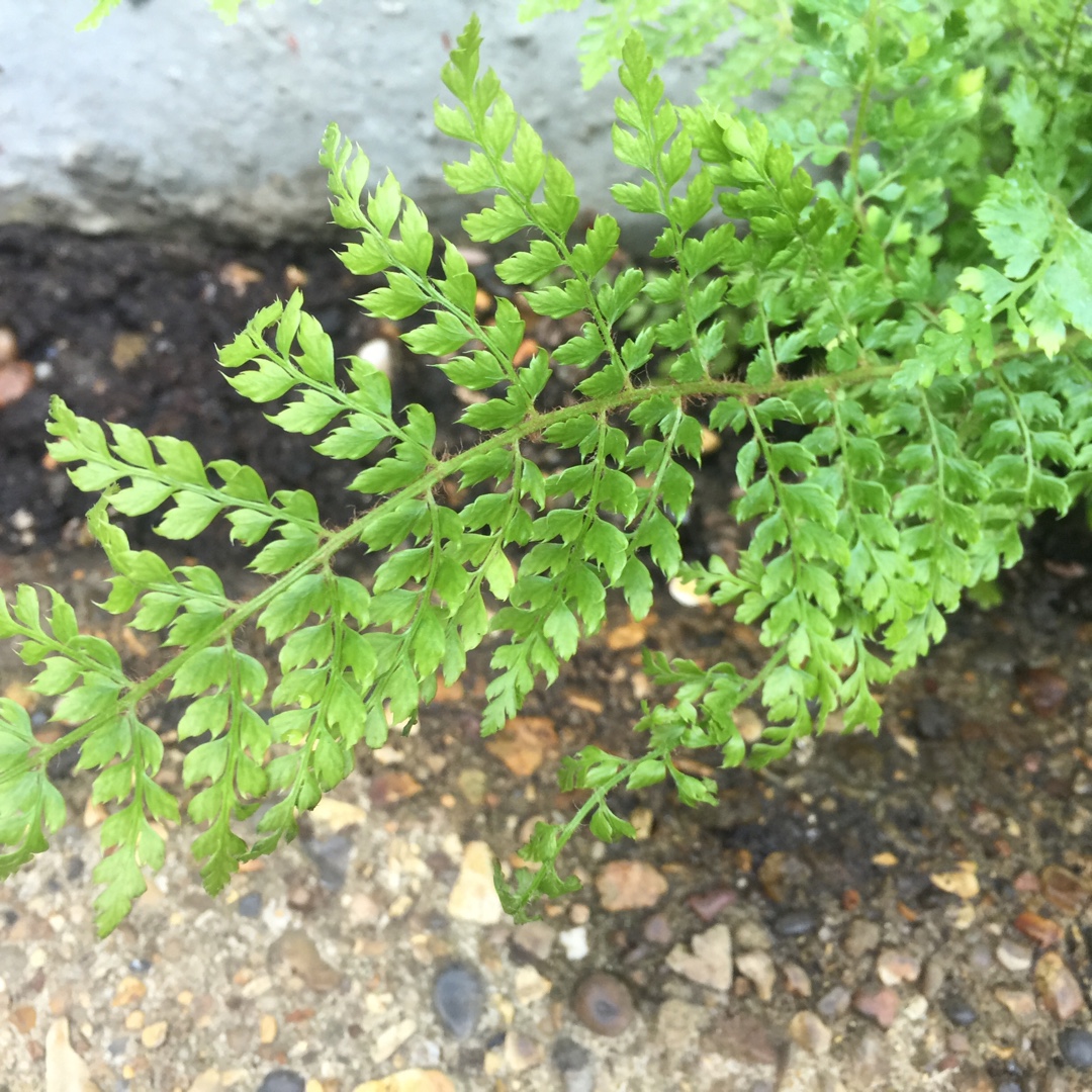 Polystichum setiferum divisilobum Herrenhausen in the GardenTags plant encyclopedia Shield Fern Herrenhausen in the GardenTags plant encyclopedia