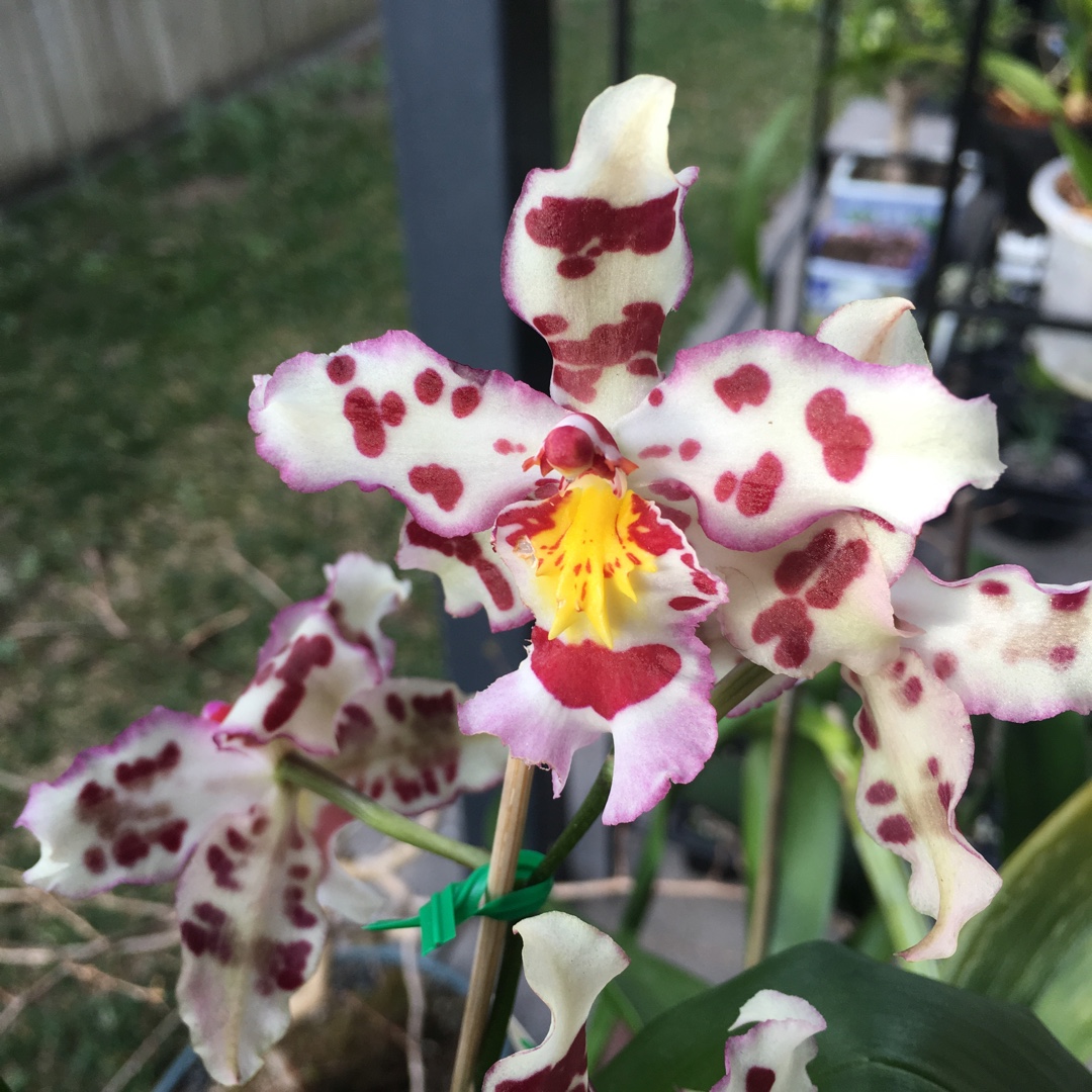 x Wilsonara habibi Pacific Pleasures in the GardenTags plant encyclopedia Pacific Pleasure Orchid in the GardenTags plant encyclopedia
