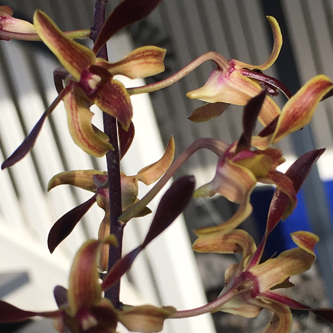 Dendrobium Memoria Stephen Martin in the GardenTags plant encyclopedia Orchid Stephen Martin in the GardenTags plant encyclopedia
