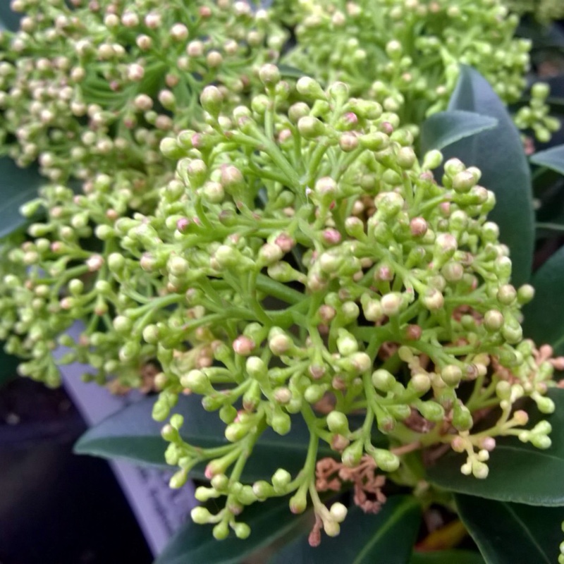Skimmia japonica Marlot in the GardenTags plant encyclopedia Japanese Skimmia Marlot in the GardenTags plant encyclopedia